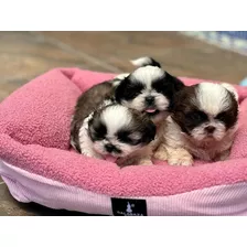 Cachorros Shih Tzu 