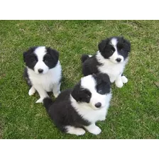 Hermosas Border Collie #02