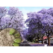 100 Semillas De Árbol Maderable Paulownia Tomentosa