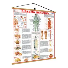 Mapa Corpo Humano Sistema Nervoso Moldura Banner Poster