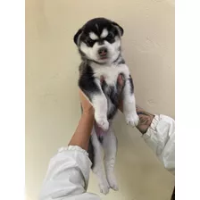 Cachorros Husky Siberiano 