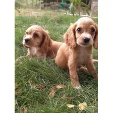 En 200 Coker Spaniel Inglés 