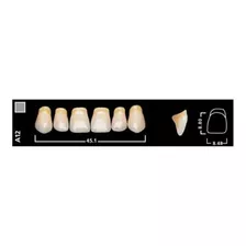 Dientes Vivodent Ivoclar Color 6 D 510 Novacekdental