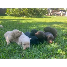 Labrador Retriever Cachorros Disponibles 