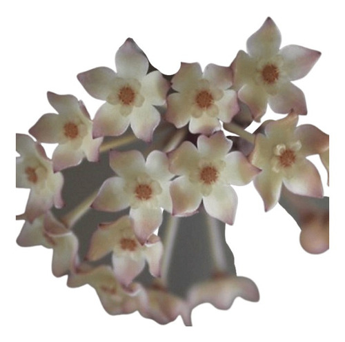 Hoya Macrophylla Albomarginata - Flor De Cera
