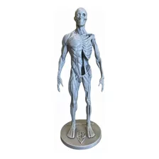 Modelo Anatomía: Músculos Profundos Y Superficiales 20cm.