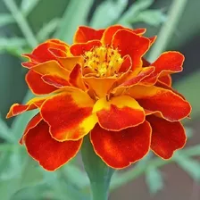 200 Semillas Copete French Marigold Enano Control Nematodos 