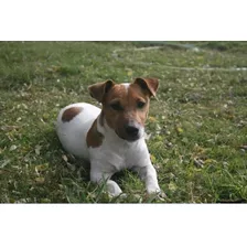 Cachorros Jack Russell Terrier 