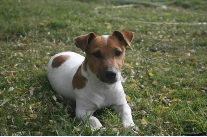 Cachorros Jack Russell Terrier 