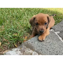 Hermoso Perro Salchicha