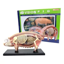 Anatomia Do Porco Modelo Anatômico Veterinário