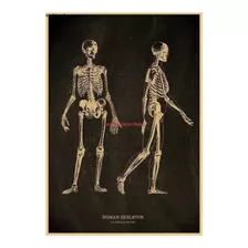 Poster Anatomia Esqueleto Humano