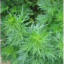 Erva Medicinal Artemisia Vulgaris Mugwort Sementes P/ Mudas