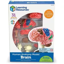 Modelo Del Cerebro Humano Para Niños Stem