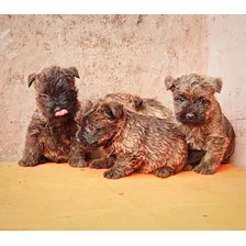 Cachorros Cairn Terrier Machos Con Pedigree
