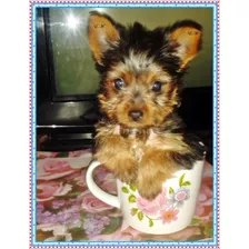 Yorrkshire Terrier Pureza Garantizada 550 Yorky Mini Toy