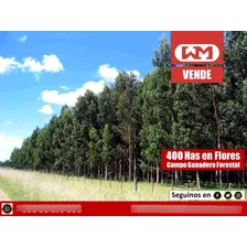 Venta Campo Flores 400 Has Ganadero Forestal + Renta