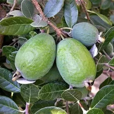 3 Mudas: 1 Goiaba Da Serra 1 Framboesa Amarela 1 Pecan