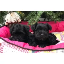 Schnauzer Miniatura Negros