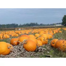 Semillas De Calabaza Gigante, Envíos A Todo El País.