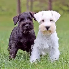  Schnauzer Blanco O Negro Hacemos Envios .