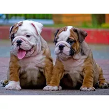 Cachorro De Bulldog Ingles Con Opción A Pedigree Criadero 