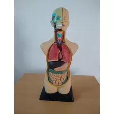 Modelo De Anatomia Humana