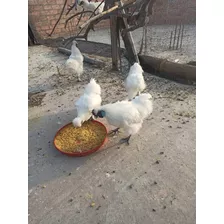 Gallos Y Gallinas Silkies