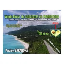 Vendo Finca De Aguacate En Produccion En Paraíso, Barahona, 255,600 Mts.2, Vista Al Mar, Us$995,000.00