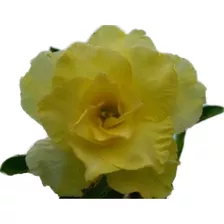 30 Sementes De Rosa Deserto Amarela Dobrada 