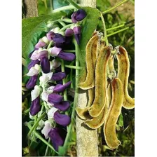 Mucuna Preta Sementes (250g)