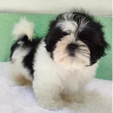 Cachorros Shih Tzu Adorables.