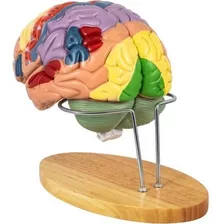 Modelo Cerebro Anatomía Humana Enseñanza 4 Partes Etiquetas