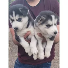 Husky Siberiano 