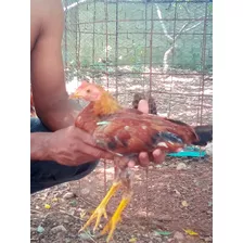 Gallos Finos De Combate