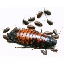 Alimento Vivo Cucaracha De Madagascar Reptiles 5 Pza