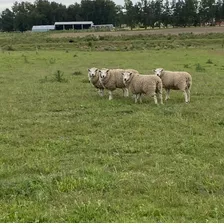 Ovejas Texel