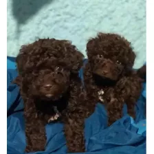 Se Vende Hermosos Cachorritos French Poodle Chocolate