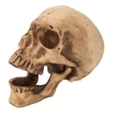 Cráneo Humano De Resina, Mandíbula Articulada , Para Escuela