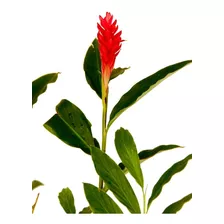 Muda De Alpinia