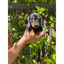 Hermosos Cachorros Mini Dachshund Salchichas