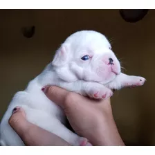 Bellos Bulldog Frances Machos Y Hembras Gen Blue, Papa Merle