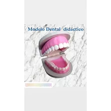 Modelo Dental Didáctico Grande