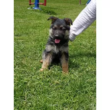 Hermosos Cachorros Pastor Aleman Padres Con Registro