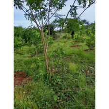 Vendo Esta Finca De 243 Tareas En Bayaguana