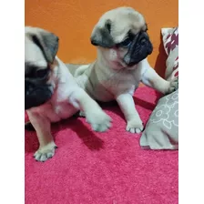 Vendo Filhotes De Pug ! 