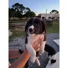 Cachorros Border Collie Blue Merlee Y Comunes