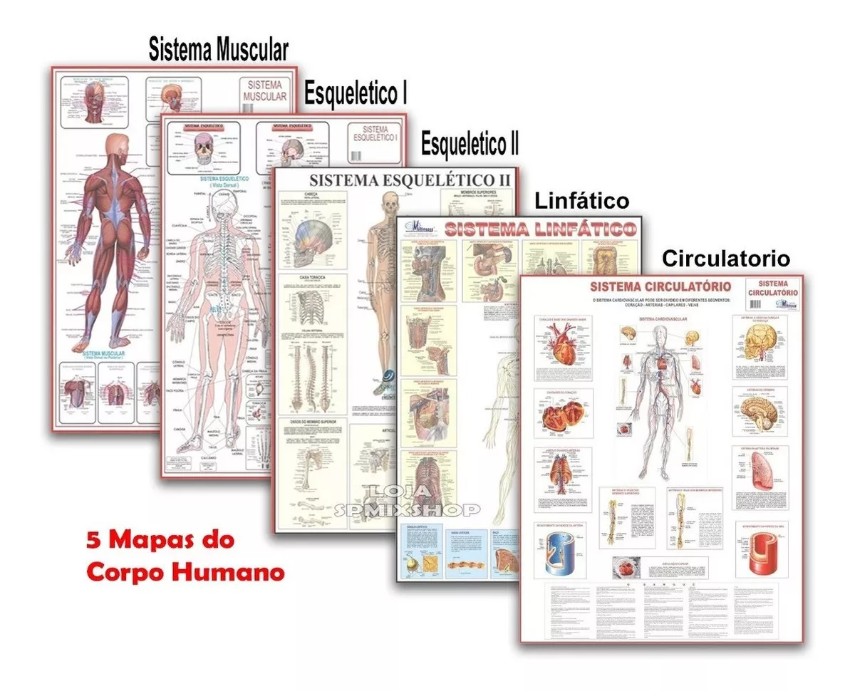 5 Mapas - Muscular Linfático Circulatório Esquelético 1 E 2
