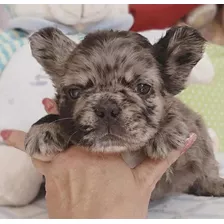Cachorro Bulldog Frances Fluffy Exotico Merle Medellin Cali