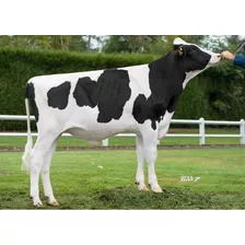 Semen Bovino Holstein - Lechero